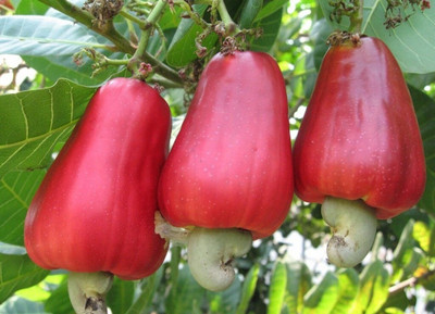Bakuchi Cashew Apple Plant(Hybrid, Pack of 1)