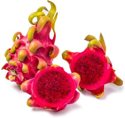Bakuchi Dragon Tree(Hybrid, Pack of 1)