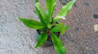 rimi Black Pepper Plant(Hybrid, Pack of 1)