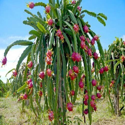 Green tree nursery garden Dragon Tree(Hybrid, Pack of 1)