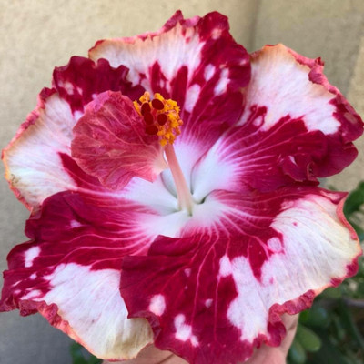 FSK Hibiscus Plant(Hybrid, Pack of 1)
