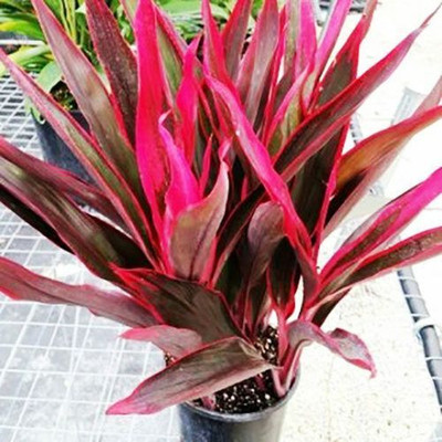 Bakuchi Dracaena Plant(Hybrid, Pack of 1)