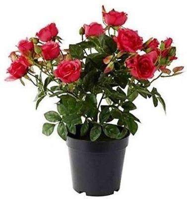 Bakuchi Rose Plant(Hybrid, Pack of 1)