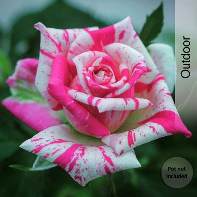 POMGARDENING Rose Plant(Hybrid, Pack of 1)