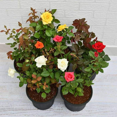 PB honey priya plant Rose Plant(Hybrid, Pack of 1)