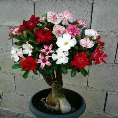 KrishnaNursery Adenium Plant(Hybrid, Pack of 1)