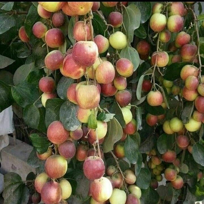 Yashiv Ber Apple Plant(Hybrid, Pack of 1)