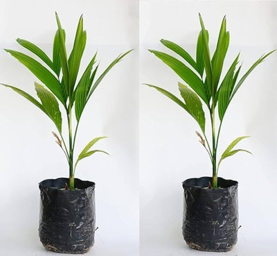 Bakuchi Betel Nut/Supari Plant(Hybrid, Pack of 1)