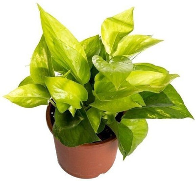 Bakuchi Money Plant(Hybrid, Pack of 1)