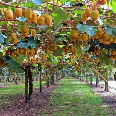 Lorvox F 1 QUALITY HYBRID KIWI FRUIT Seed(10 per packet)