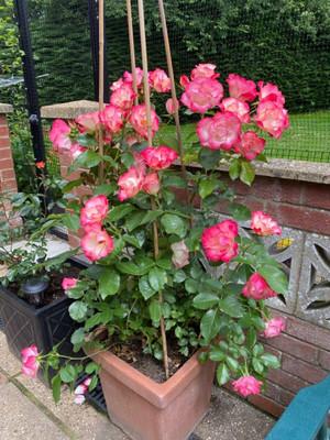 CRGO ROSE , GULAAB Seed(80 per packet)