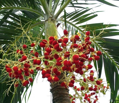 SBGARDEN Betel Leaf Plant(Hybrid, Pack of 1)