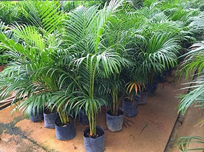 greenhousestore Areca Palm(Hybrid, Pack of 1)