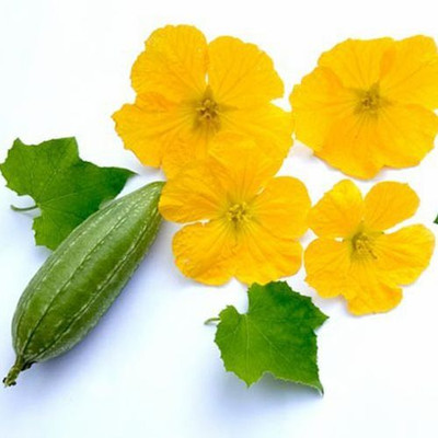 MAMONI TRADERS Ridge Gourd Seeds, Organic Seeds For Gardening, toree, Chinese okra Hybird Seed(50 per packet)