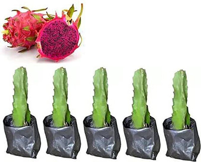 kpenter Dragon Tree(Hybrid, Pack of 5)