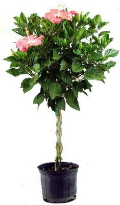 ROYSTORES Hibiscus Plant(Hybrid, Pack of 1)