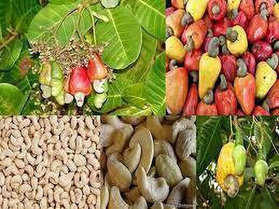 Bakuchi Cashew Apple Plant(Hybrid, Pack of 1)