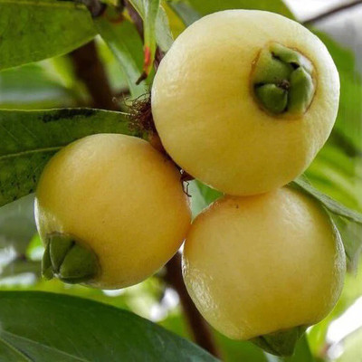 the green dotcom Jamun Plant(Hybrid, Pack of 1)