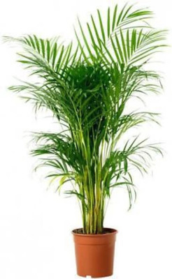 Padmavatii Areca Plam(Hybrid, Pack of 1)