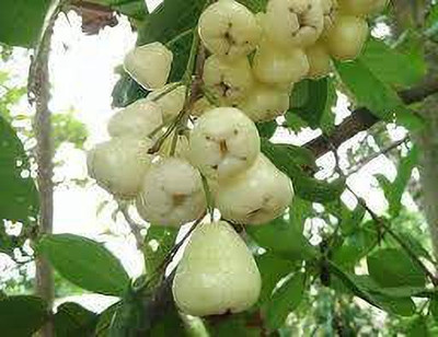 Agacha Jamun Plant(Hybrid, Pack of 1)