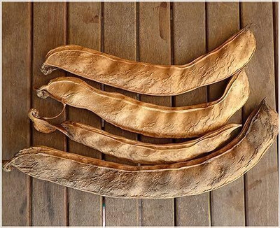 MAMONI TRADERS BEANS Seed(50 per packet)