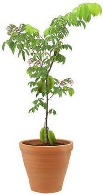 PB REBA PLANT Star Fruit Carambola Grafted Plant(Hybrid, Pack of 1)