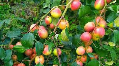 Aquinnah Ber Apple Plant(Hybrid, Pack of 1)
