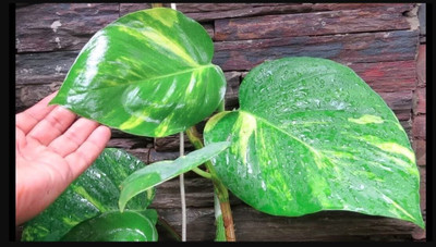 Bakuchi Money Plant(Hybrid, Pack of 1)