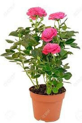 GreenyOn Rose Plant(Hybrid, Pack of 1)