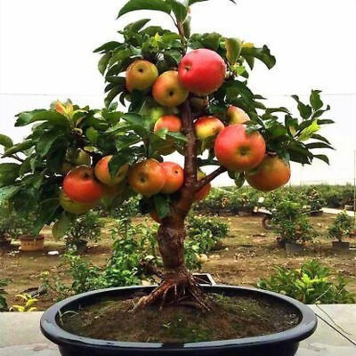 PlantaZee Ficus Bonsai Plant(Hybrid, Pack of 1)
