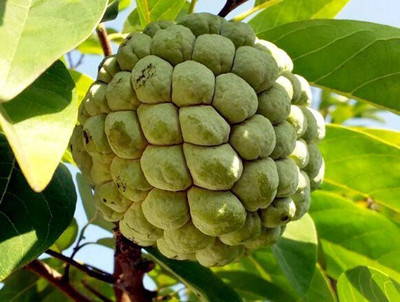 AFARTIOBINA Custard Apple Plant(Hybrid, Pack of 1)
