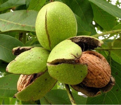 greenhousestore Walnut Plant(Hybrid, Pack of 1)
