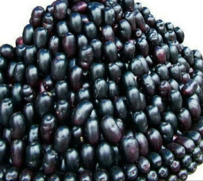 the green dotcom Jamun Plant(Pack of 1)