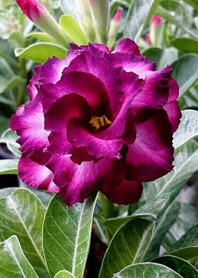 greenhousestore Adenium Plant(Hybrid, Pack of 1)