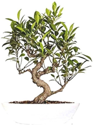 Bakuchi Ficus Plant(Hybrid, Pack of 1)