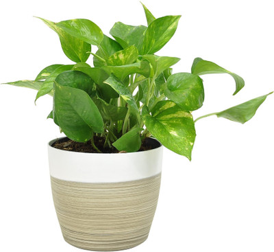 Aquinnah Money Plant(Hybrid, Pack of 1)