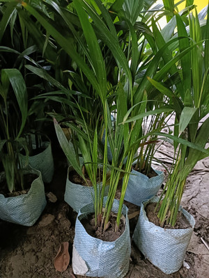 rimi Areca Plam(Hybrid, Pack of 1)