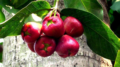 the green dotcom Jamun Plant(Hybrid, Pack of 1)