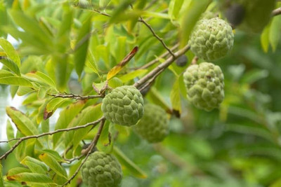 Bakuchi Custard Apple Plant(Hybrid, Pack of 1)
