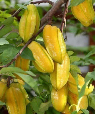AFARTIOBINA Star Fruit Carambola Grafted Plant(Hybrid, Pack of 1)
