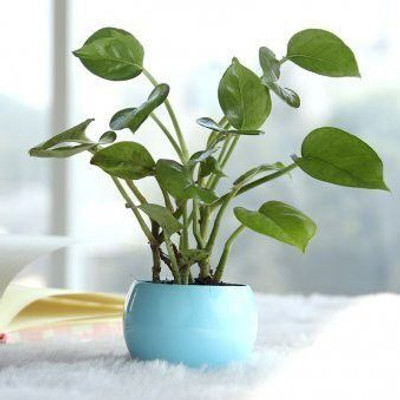 KUMUBON Money Plant(Hybrid, Pack of 1)
