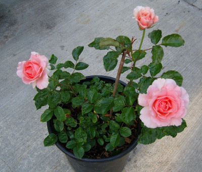 Aquinnah Graden Jasmine Plant(Hybrid, Pack of 1)