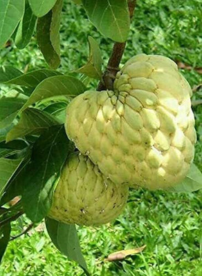 Greenery Nursery Custard Apple Plant(Hybrid, Pack of 1)
