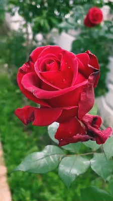 EarthAngel Rose Plant(Hybrid, Pack of 1)