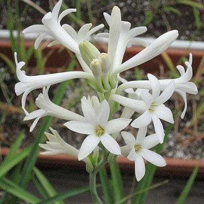 Amazing Gurden Tuberose/Rajnigandha Plant(Hybrid, Pack of 1)