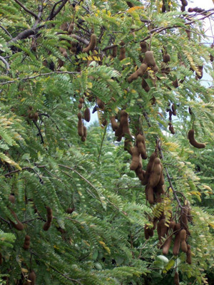 Bakuchi Tamarind Plant(Hybrid, Pack of 1)