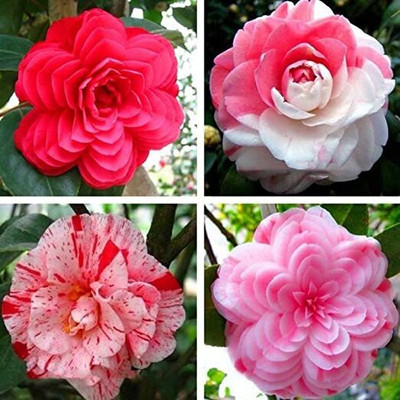 EliteGreen Rose Plant(Hybrid, Pack of 1)
