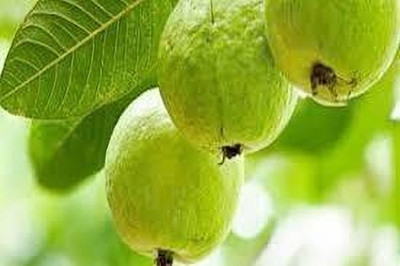 KrishnaNursery Guava Plant(Hybrid, Pack of 1)