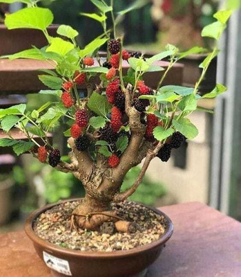 Agacha Shahtoot/Mulberry Plant(Hybrid, Pack of 1)