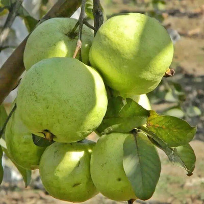 LeafLinkPlants Guava Plant(Hybrid, Pack of 1)